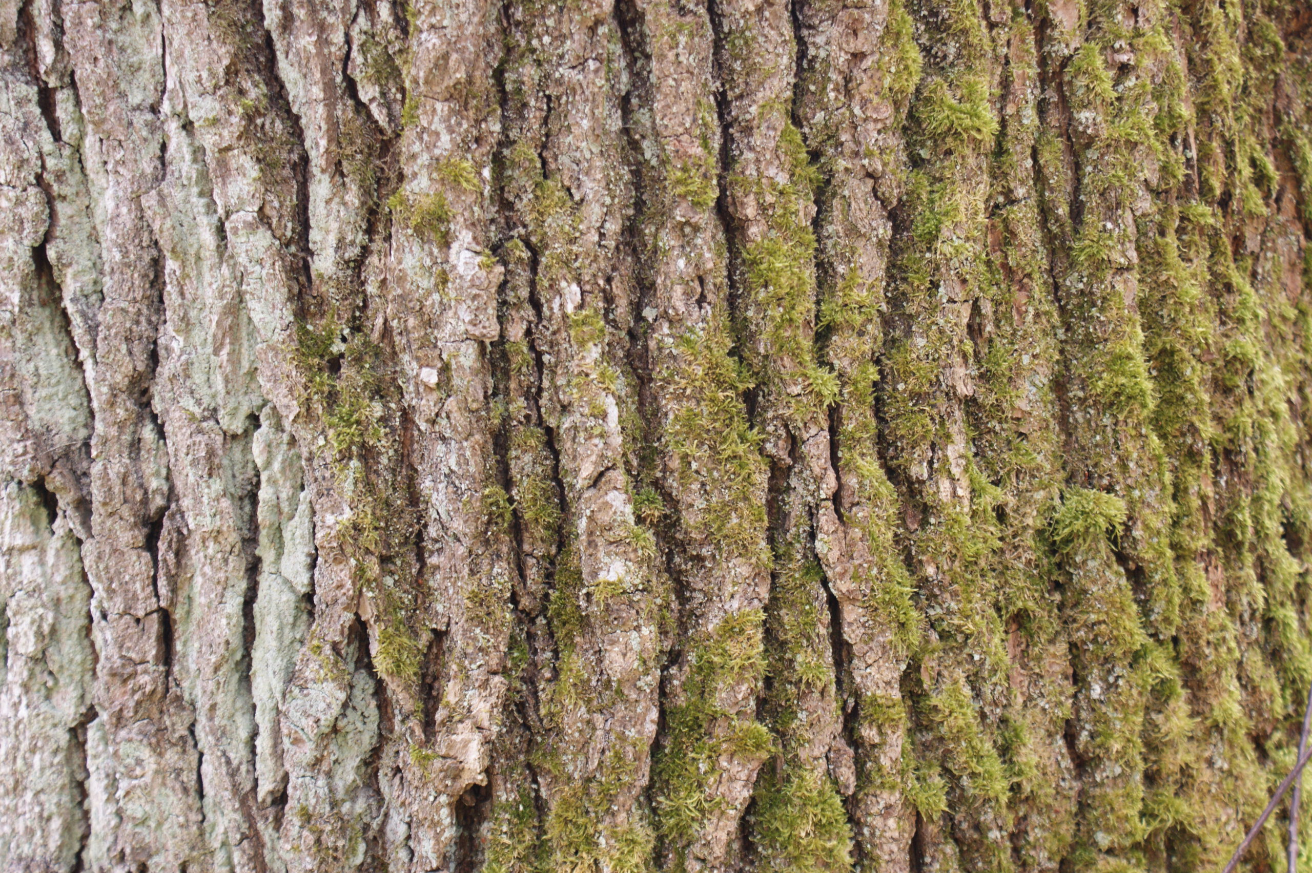 Die gleichmäßige, helle Rinde eines Baumes