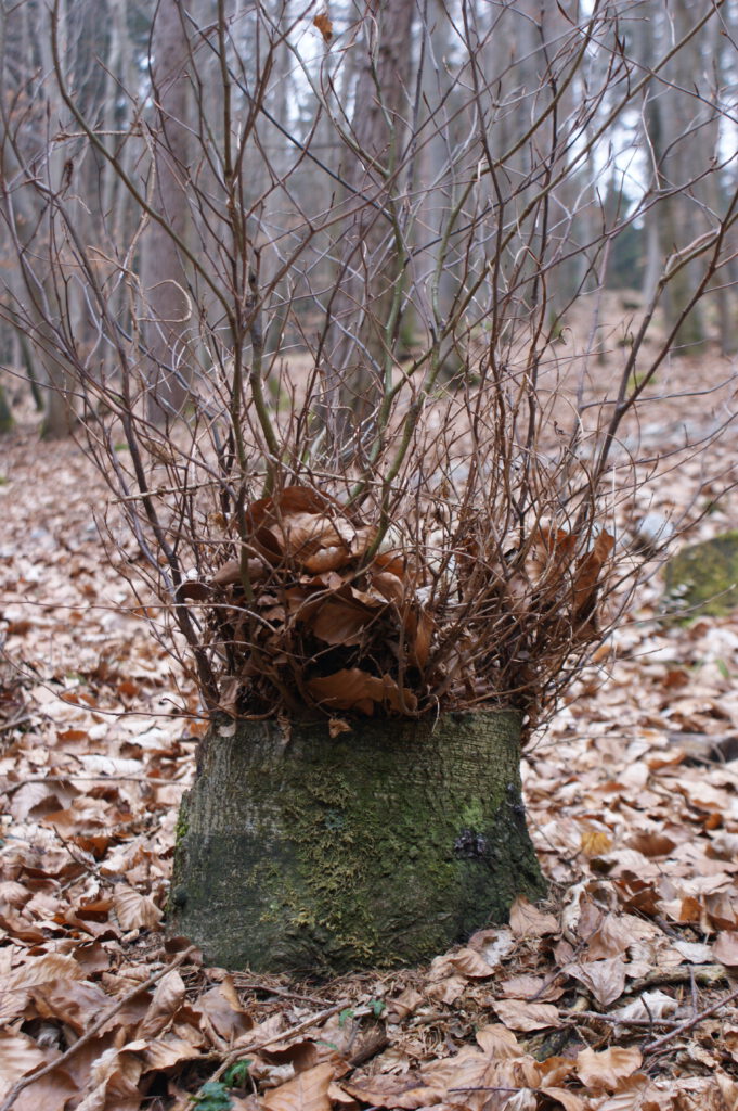 Ein Baumstumpf